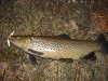 bow river brown fish