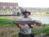 Longnosed Garr in SC fish