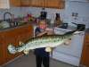 The MAN fish