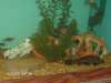 Mix fish