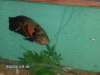 My oscar fish