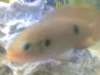 Gems had babys fish