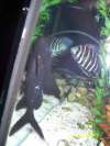 Goldflake catfish
