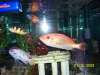 Red Bay Snook fish