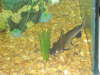Black fin catfish