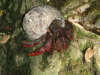 Puerto Rican Land Crab fish