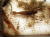 Some Freshwater Crustaceans From Puerto Rico fish