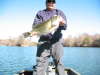 Texas bass fish