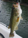2 lb largemouth fish