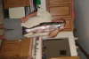 10 LBS  29 INCH STEELHEAD fish