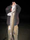 52" STURGEON 55LBS. fish
