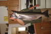 SALMON fish