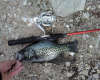 Nice small river crappie fish