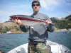 15 lb salmon fish