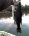nice bass cummings fish