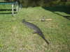 Nice Gar caught on 5.21.09 in IL fish