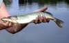 baby pike fish