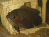 Astronotus Ocellatus ( SUSHI ) fish