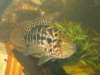Our Male Managuense ( Jagg ) fish