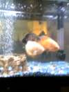 cool fish