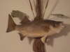 hybrids are it fish