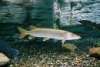 cabelas aquarium fish