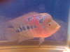 6inch flowerhorn fish