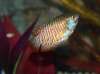 My Gourami fish