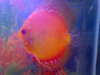 my discus 1 fish