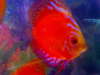 my discus fish