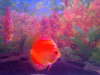 my discus2 fish