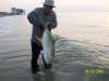Crevalle Jack fish
