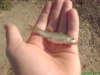 my 4th fish RUD!