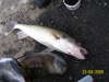Walleye gr8 teeth fish