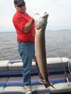 Muskie fish