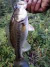 caught at the chickahominy river fish