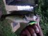 little creek bass fish