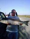 17# Sacramento Striper fish