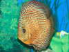 my snake skin fish