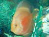 My nebula fish