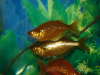 scarlet rainbow fish