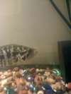 jaguar cichlid fish