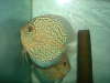 Mosaic Leopard fish