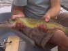 24" chain pickerel fish
