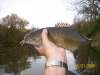Last 09 Smallmouth Bass fish