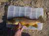 brook fish