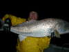 Florida redfish #2
