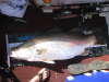 brag mat fish