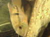 inca stone cichlid fish