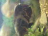tiger oscar fish